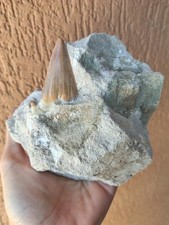 Fossili * GRANDE DENTE SQUALO