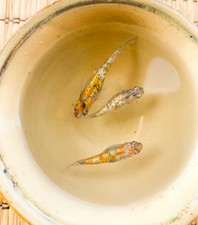 Medaka GEKKA 5 Piccoli - 5