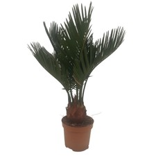 Piantina Cicas Revoluta vaso 8