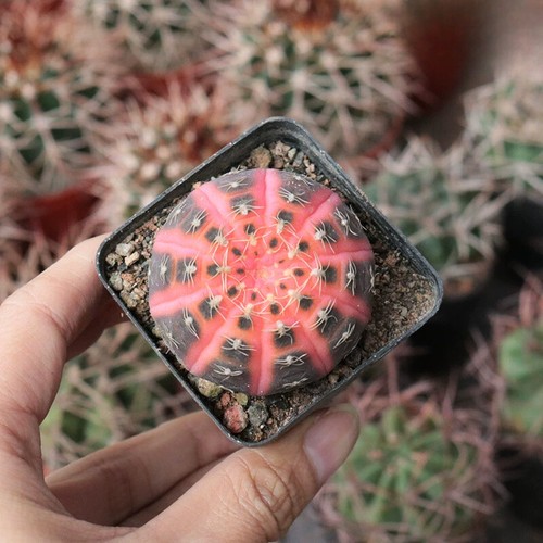 Pianta cactus succulenta - di, 3