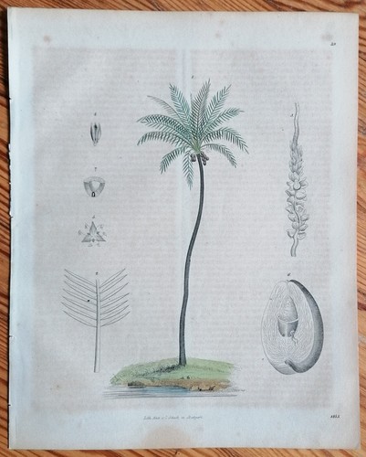 Botanica palma libro - palma, stampa