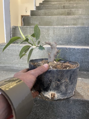 Bonsai ficus retusa mame - bonsai,