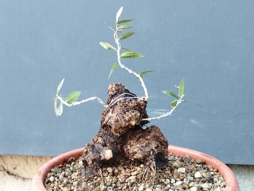 Bonsai olivastro 20x12cm - 20x12cm, in