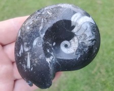 Polished Goniatite Ammonite