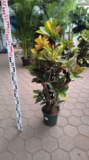 Codiaeum variegatum 110-130 cm