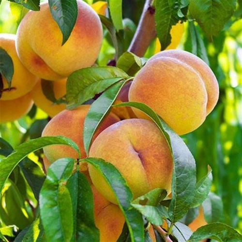 Pianta frutto percoco - pianta, da