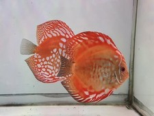 Discus panda rosso
