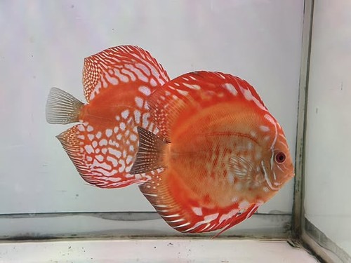 Discus panda rosso