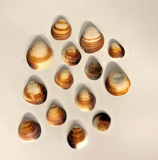 14 conchiglie forate - foro grande - varie misure