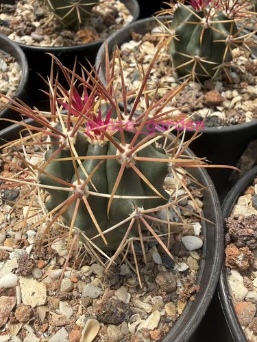 Ferocactus chrysacanthus