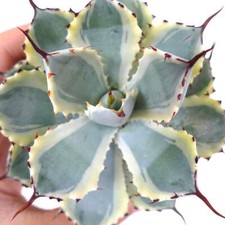 Agave potatorum cv "DESERT