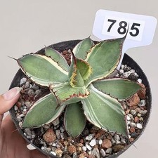 1pcs 14cm Pot Rare Agave