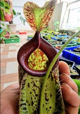 Nepenthes Hookerana