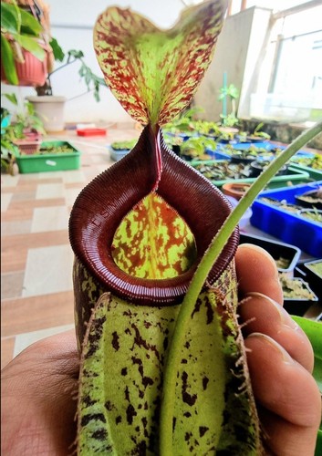 Nepenthes hookerana - nepenthes,