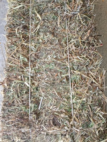 Fieno naturale per cavalli - naturale,