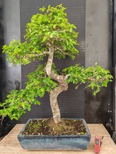 bonsai  olmo cinese   h 72 cm