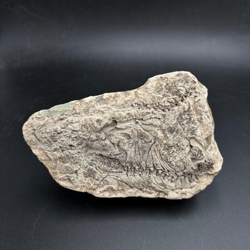 Rare fossil reptile - , –