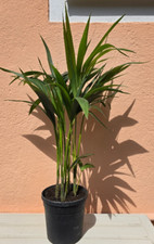 Palma Kentia - 10 semi