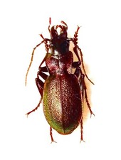 Carabidae, CARABINAE, Carabus