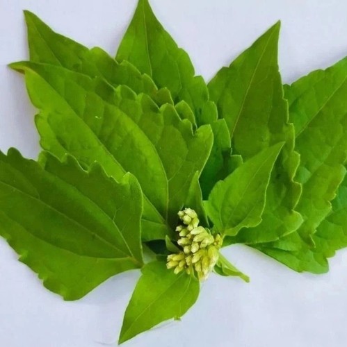 25g mexican dream herb - +25g,
