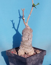 Fokea Edulis 01 Adenium Bursera Euphorbia Jatropha Adenia Bonsai Piante Grasse