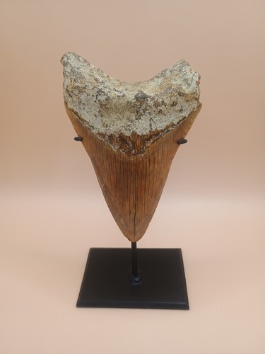 Dent megalodon indonésie - de,