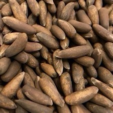 Chalghoza afgano (noci di