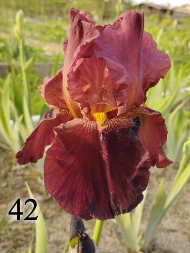 Rizoma iris germanica - 1,
