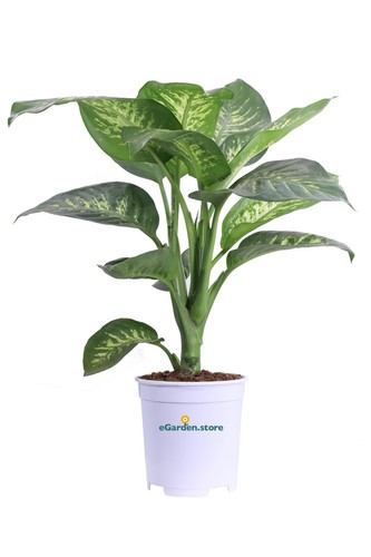 Pianta dieffenbachia - pianta,