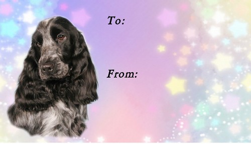 Cocker spaniel dog - (blue,
