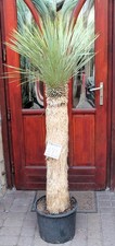 Yucca rostrata, tronco 160 cm