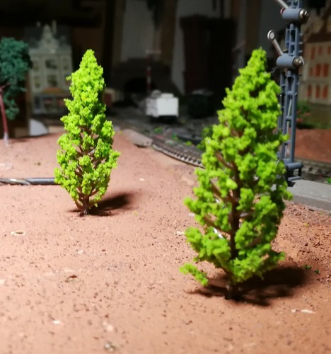 Abeti verde chiaro alberi - abeti,