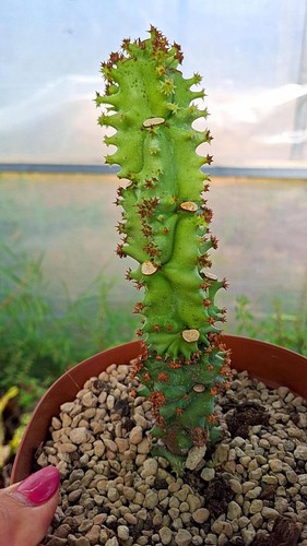 Monadenium spectabile