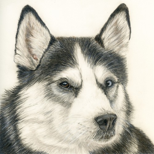 Cane husky siberiano bianco - cane,
