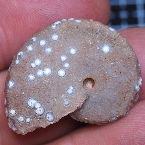Ammonite calcedonio - ammonite, mm