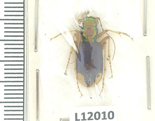Carabidae cicindela a1 - carabidae,,