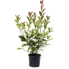 Pianta di PHOTINIA RED ROBIN cespuglio per siepi ROSSA h70 cm VASO 18 FOTO REALE