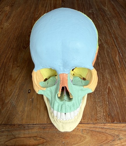 Osteopatia modello teschio - osteopatia,