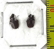 Scarabaeoidea, Aesalus