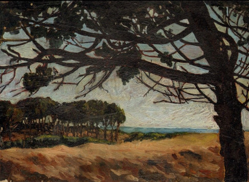 Paesaggio pini mare - pini,