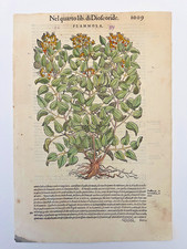 MATTIOLI Xilografia 1500 Botanica Erbario Piante "FLAMMOLA"