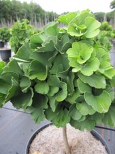 Ginkgo biloba Troll - Troll albero a ventaglio - tronco alto 20 cm