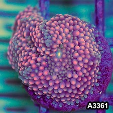 Item#A3361SP3361(S) WYSIWYG