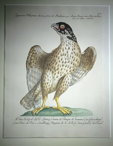 Saverio manetti sparviere - saverio, manetti,