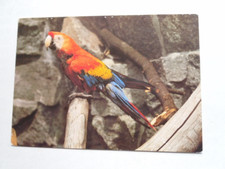 Cartolina pappagallo Ararauna