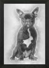 Bulldog francese cucciolo 5