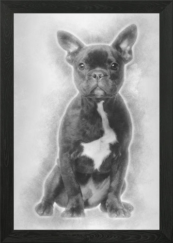 Bulldog francese cucciolo - , 5