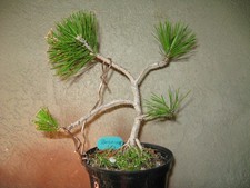 BONSAI BOSNIAN PINE