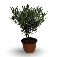 Ciotola simil bonsai Di ulivo olivo CERTIFICATA vaso 15cm