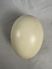 Guscio d'uovo di struzzo vero